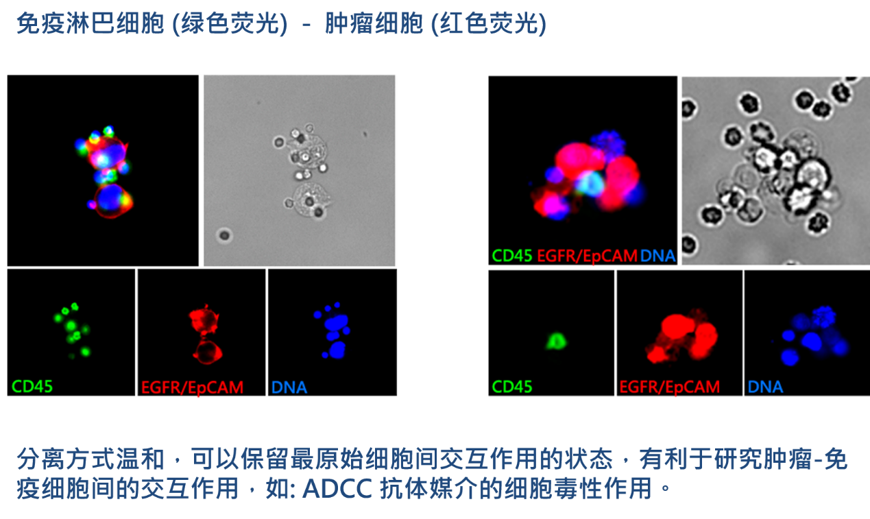 2、腫瘤-免疫細(xì)胞交互作用研究.png